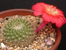 rebutia cactus