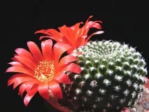 cactus описание