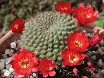 cactus cactus