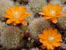 cactus rebutia