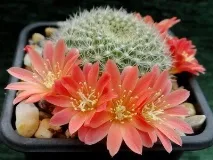 rebutia cactus