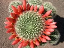 rebutia rebutia