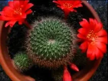 описание rebutia