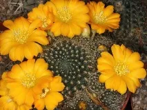 описание rebutia