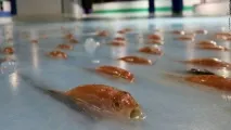 риба пързалка