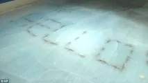 риба замразена
