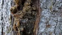 лепило иглолистни дървета