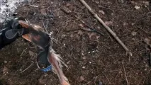 иглолистни дървета може използва