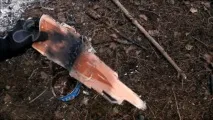 иглолистни дървета смола
