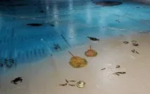 пързалка пързалка