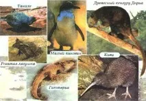 органічний