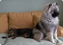 кеесхонд