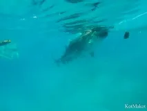 Китові Акули в Ослобі, водоспад Тумалонг водоспад