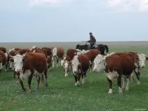 Казахська білоголова порода корів. порода