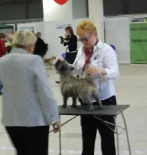 териери санкт