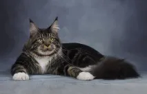 котки породи