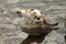 Кішка боїться води, чому води