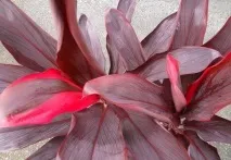 фото