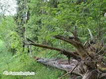 Котеджне селище Сіверська Мелодія мелодія