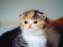 Марина котето котешки