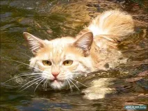 Кішка боїться води, чому кішка