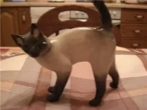 кішки