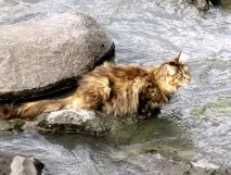 Кішка боїться води, чому води