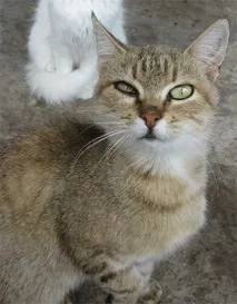 антигенни свойства котешки