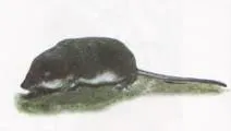 кутора кутора