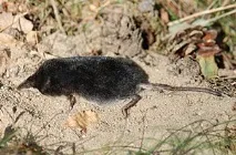 Neomys fodiens Neomys fodiens
