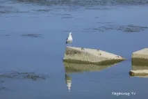 затоці