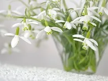 Лісова квітка проліск опис і фото квітка