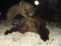 мечката размисли
