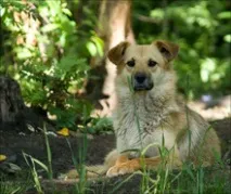 слід