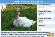 крава замяна