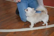 chihuahua chihuahua