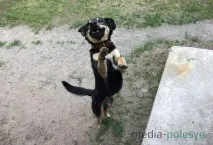 собственици собственици