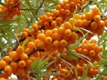 Масло обліпихи для вій властивості продукту, кращі маски властивості