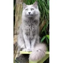 nibelung моето