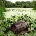 букви лодка