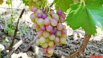 Кращі сорти Віктора Крайнова кращі