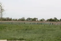 Мамочкине кладовище як ховали дітей репресованихжінок ховали