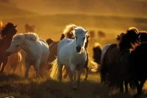 факти характеристики