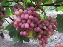 Кращі сорти Віктора Крайнова сорти