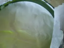 камелия rocher