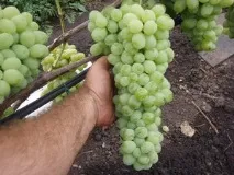 Найкращі мускатні винні сорти винограду, їх особливості мускатні