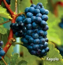 Найкращі мускатні винні сорти винограду, їх особливості сорти