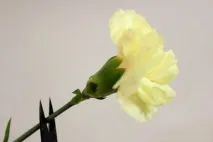 Ведмедик з квітів своїми руками квітів