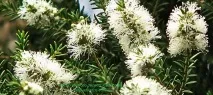 масло чаено дърво