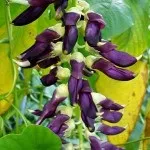 mucuna pruriens
